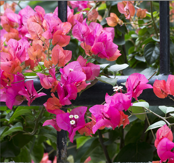 Bougainvillea is the city flower of Xiamen