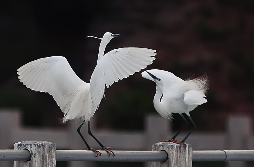 Egret's love story